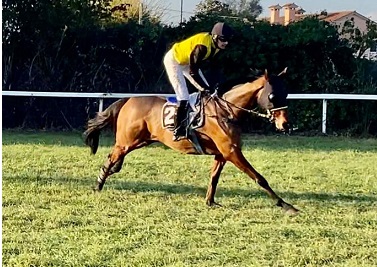 ITALIA. Treviso, Andoins domina il centrale sullo steeple chase di giornata regalando il doppio a Josef Bartos. War Brave si toglie con merito la qualifica di maiden fra i 3 anni per l’en plein Favero; Igor netto nella periziata