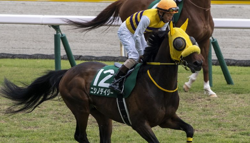 GIAPPONE. A Nakayama l’ultimo grande evento della stagione con il Grand Jump, Gr1 sui 4100 metri, in pista il campione in carica Nishino Daisy, Village Eagle e il nome nuovo di Meiner Grand